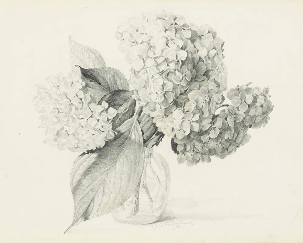 Hydrangeas In A Vase