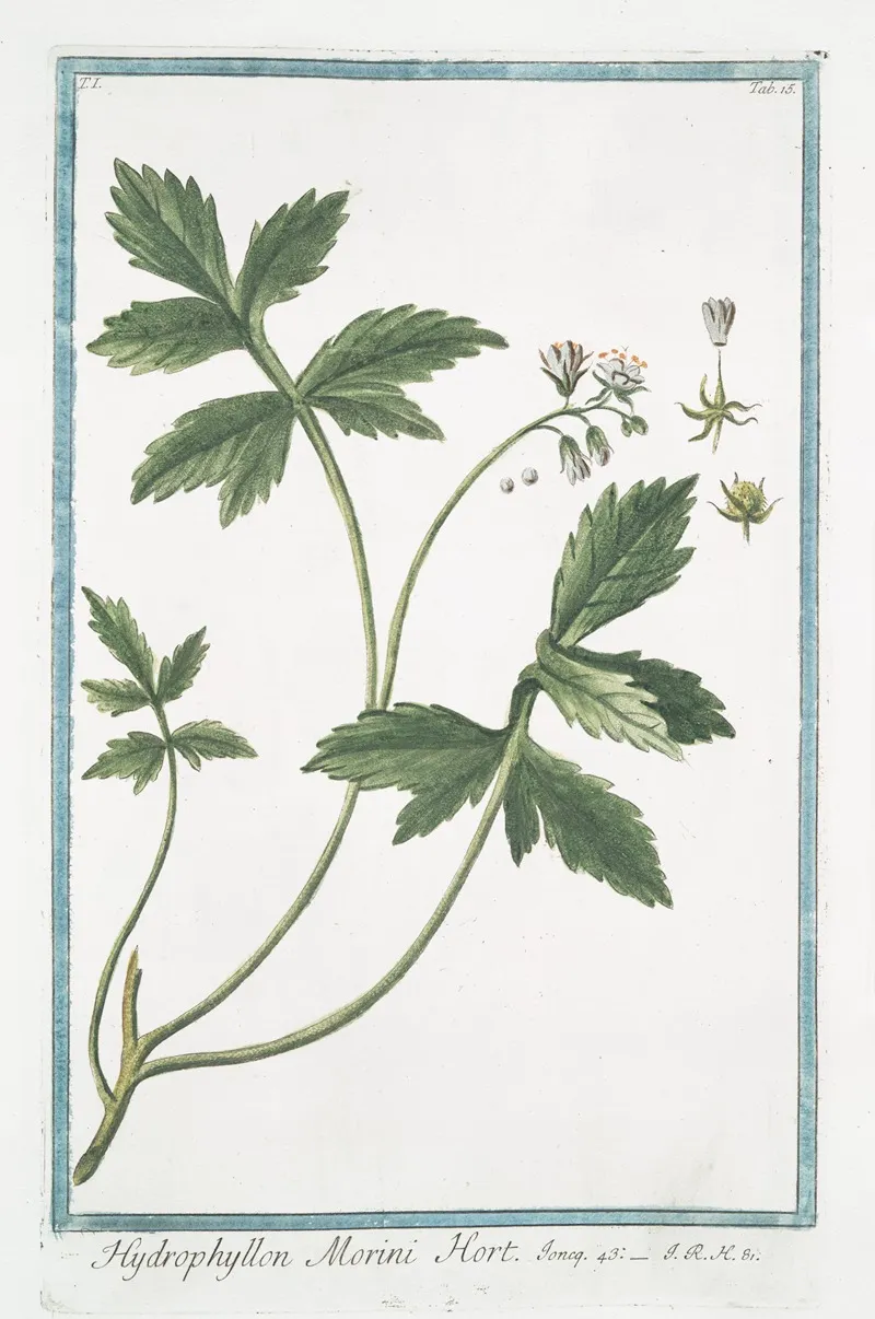 Hydrophyllon Morini Hort