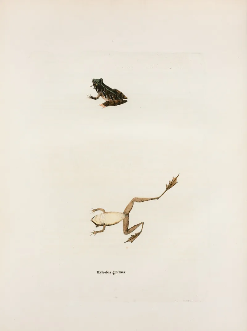 Hylodes Gryllus by John Edwards Holbrook - Canvas Print