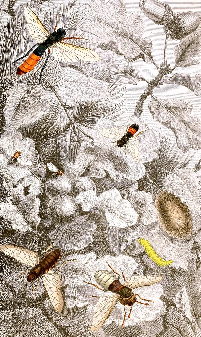 Hymenopteres Pl Xiii