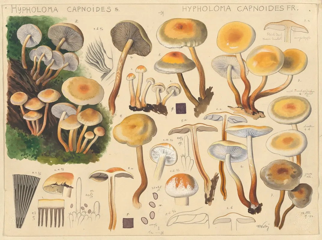 Hypholoma Capnoides Fr by Hans Walty - Canvas Print