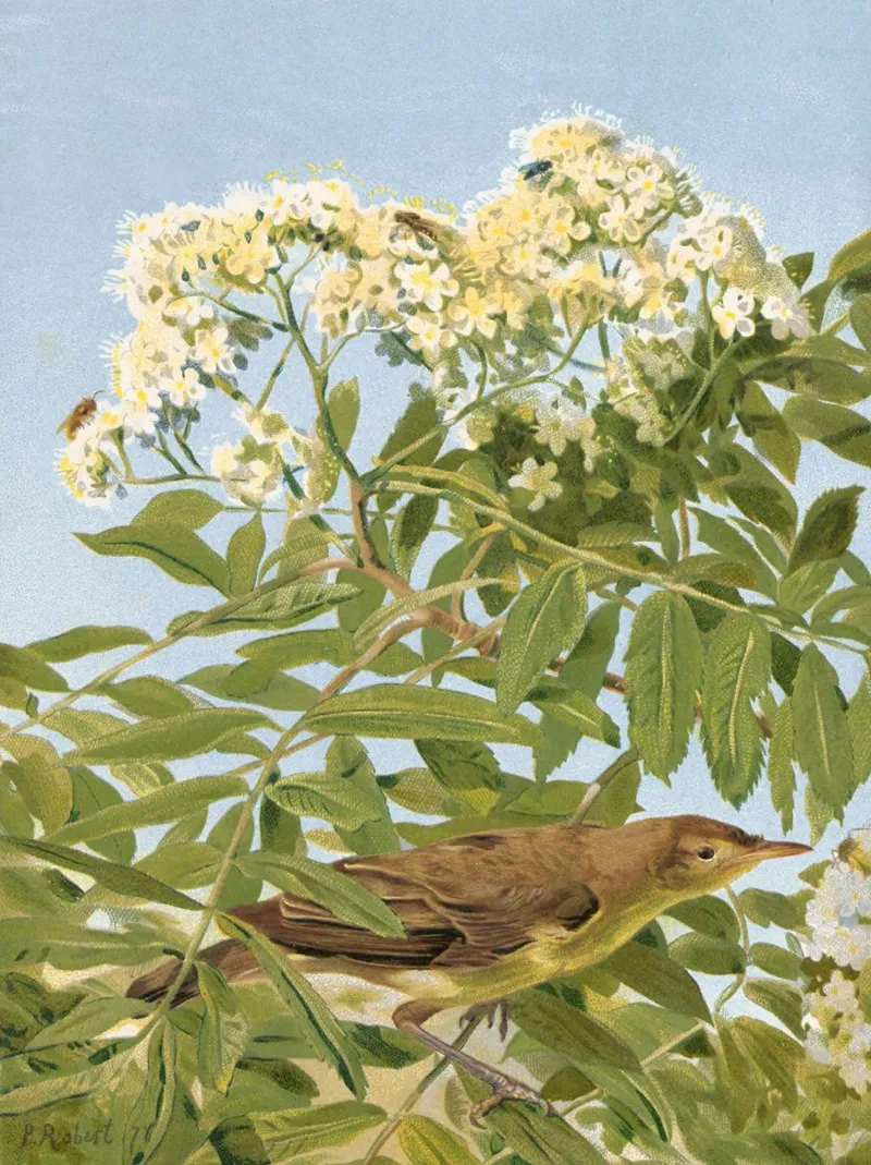 Hypolais Polyglotte by Léo-Paul Robert - Canvas Print