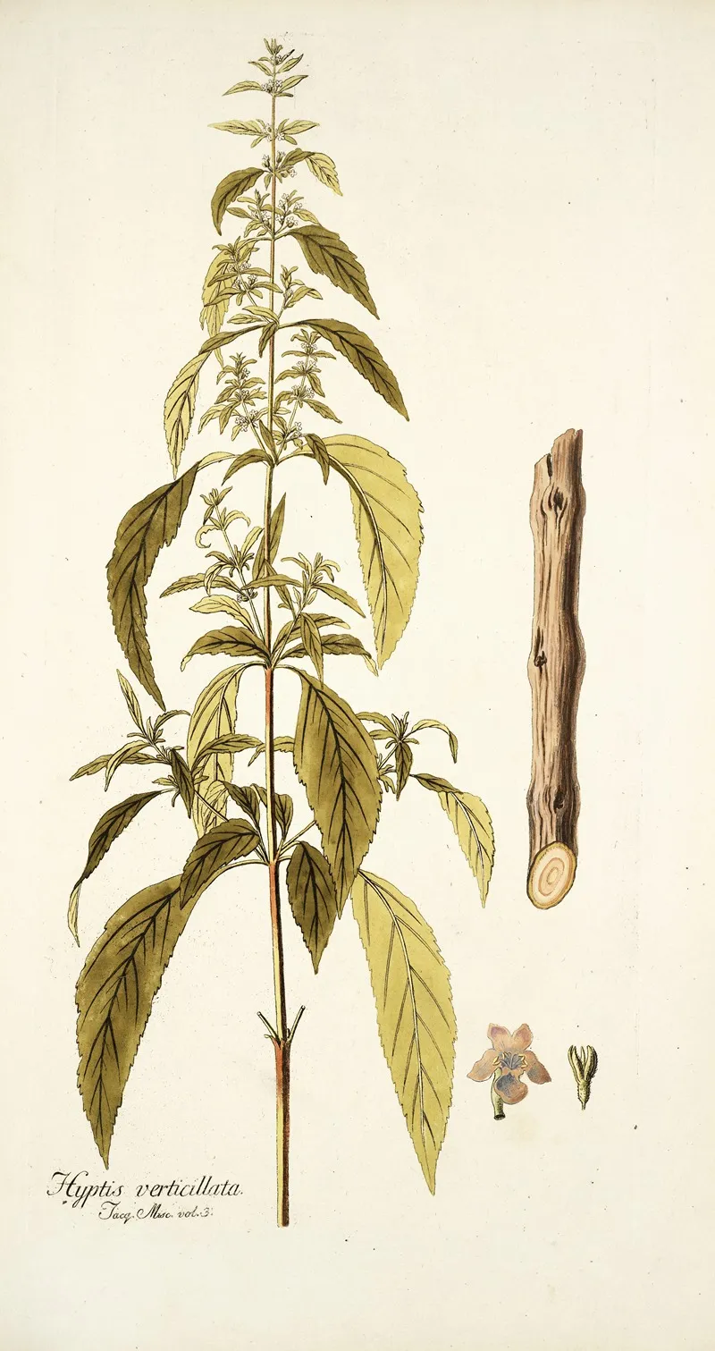 Hyptis Verticillata