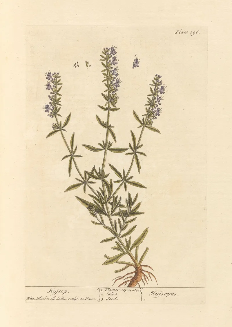 Hyssop