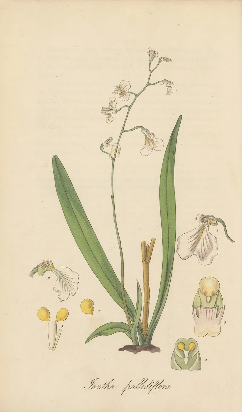 Iantha Pallidiflora by William Jackson Hooker - Canvas Print