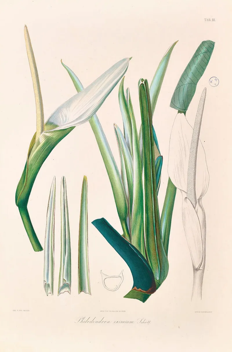 Icones Aroidearum Pl 03