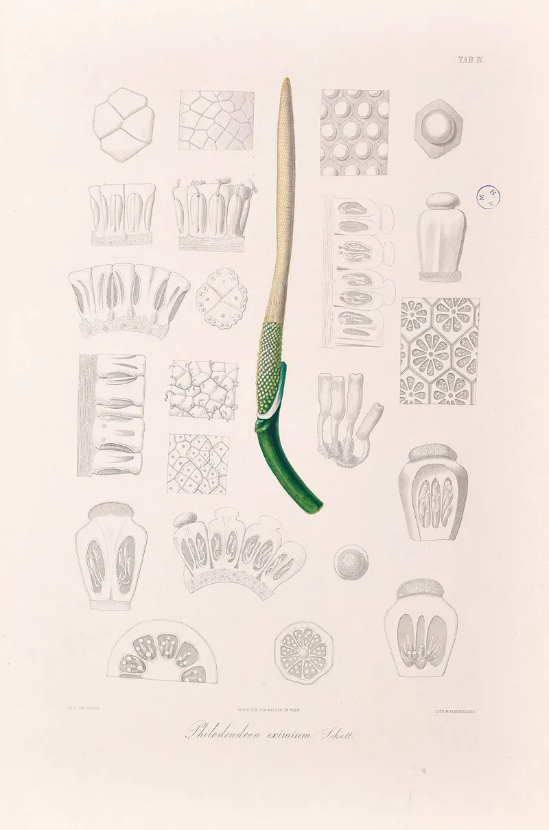 Icones Aroidearum Pl 04