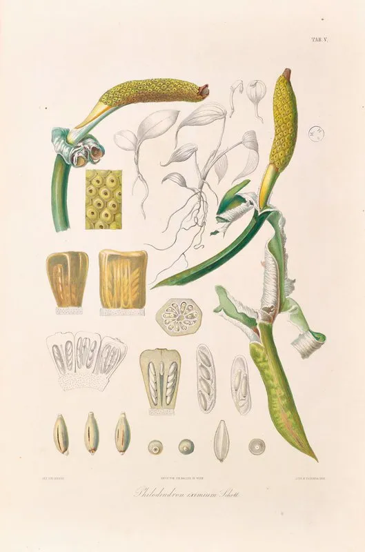 Icones Aroidearum Pl 05