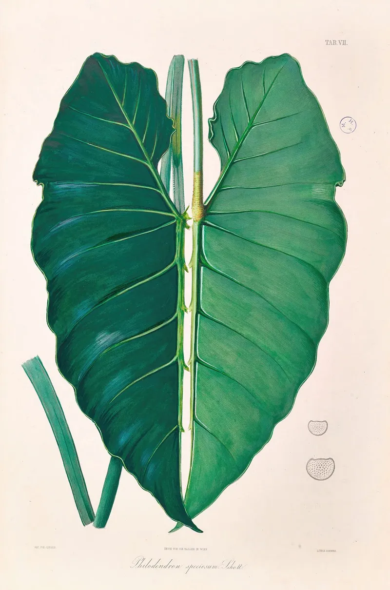 Icones Aroidearum Pl 07