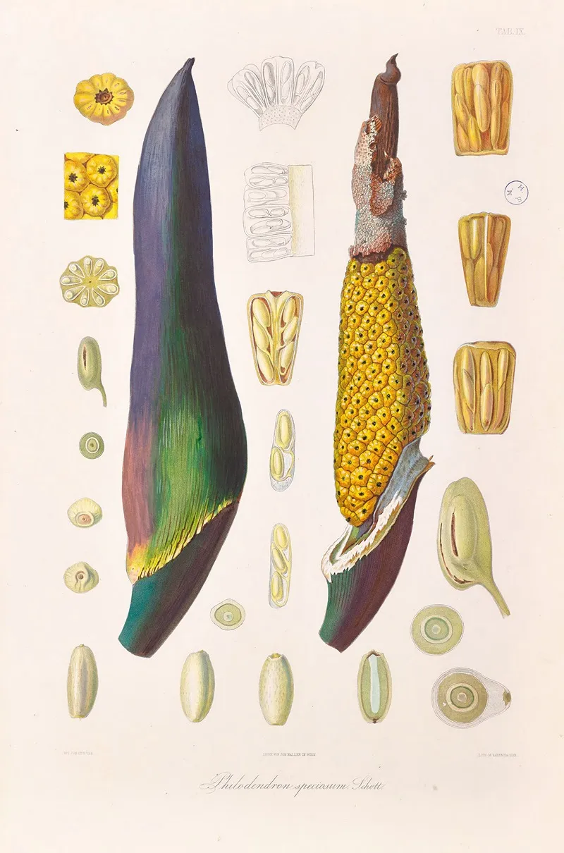 Icones Aroidearum Pl 09