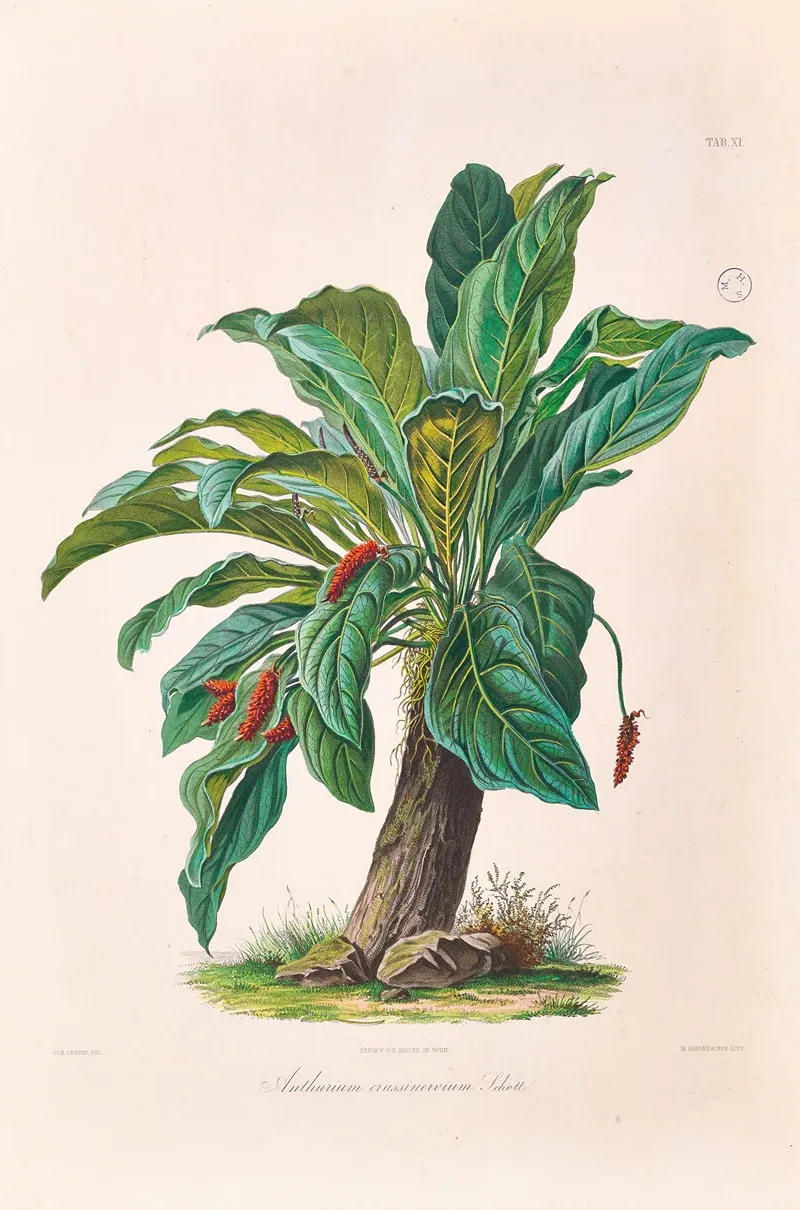 Icones Aroidearum Pl 11