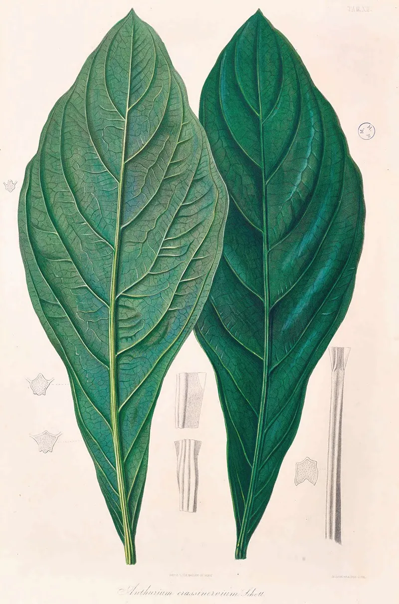 Icones Aroidearum Pl 12