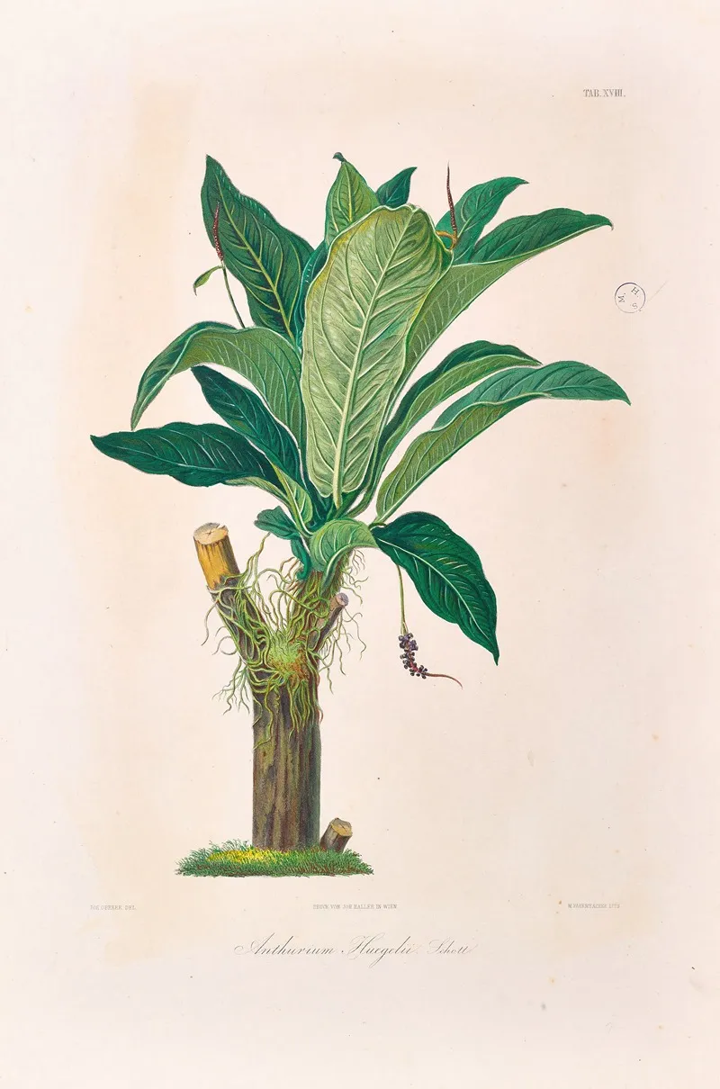 Icones Aroidearum Pl 18