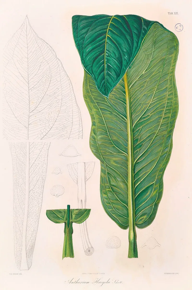 Icones Aroidearum Pl 19