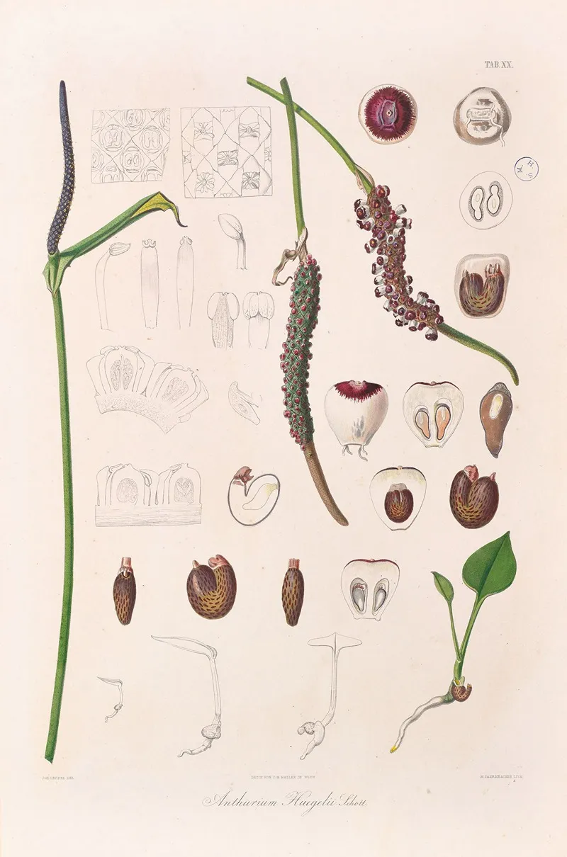 Icones Aroidearum Pl 20