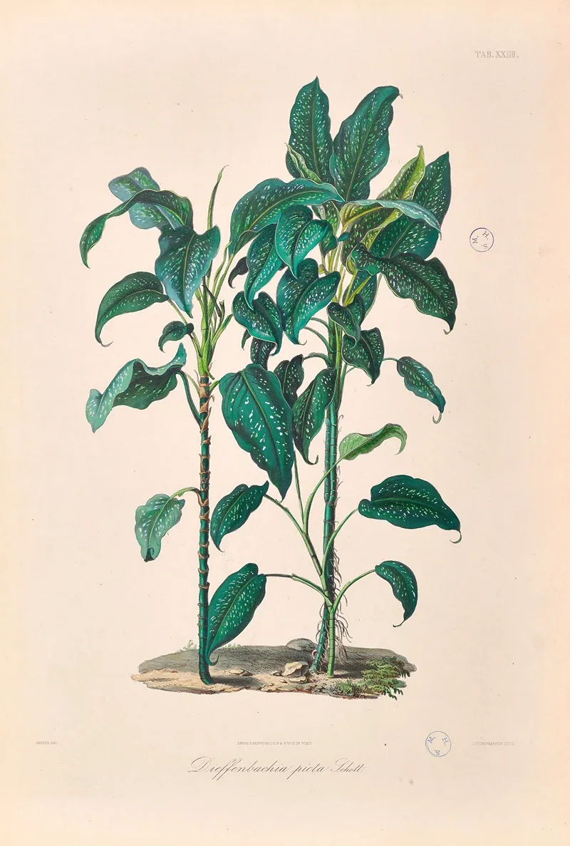 Icones Aroidearum Pl 24