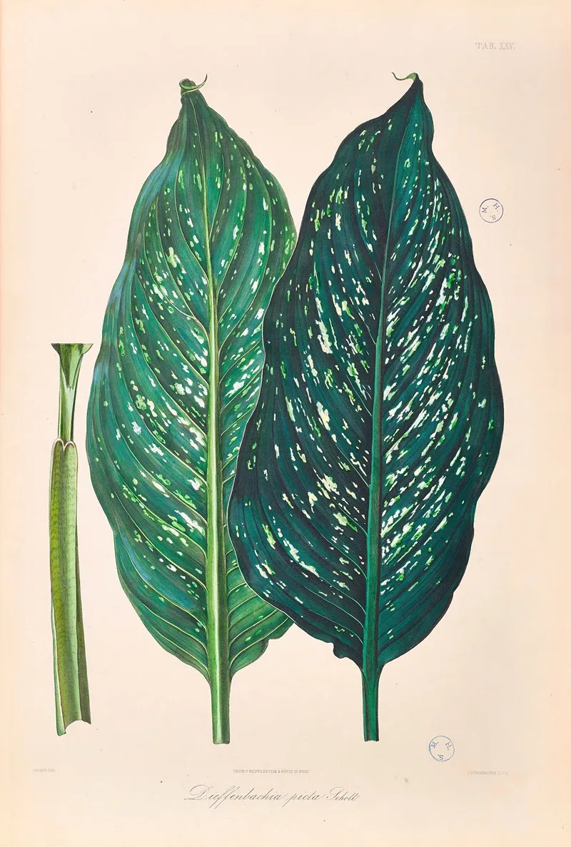 Icones Aroidearum Pl 25