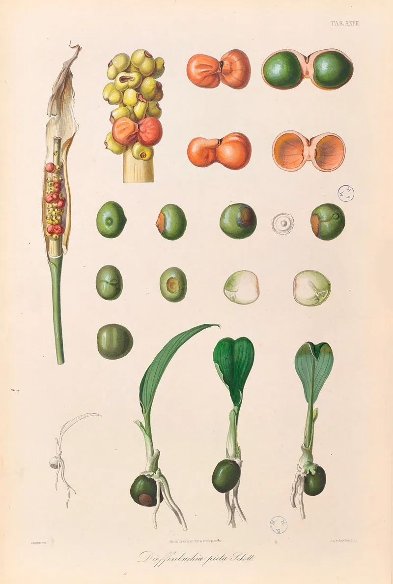 Icones Aroidearum Pl 27