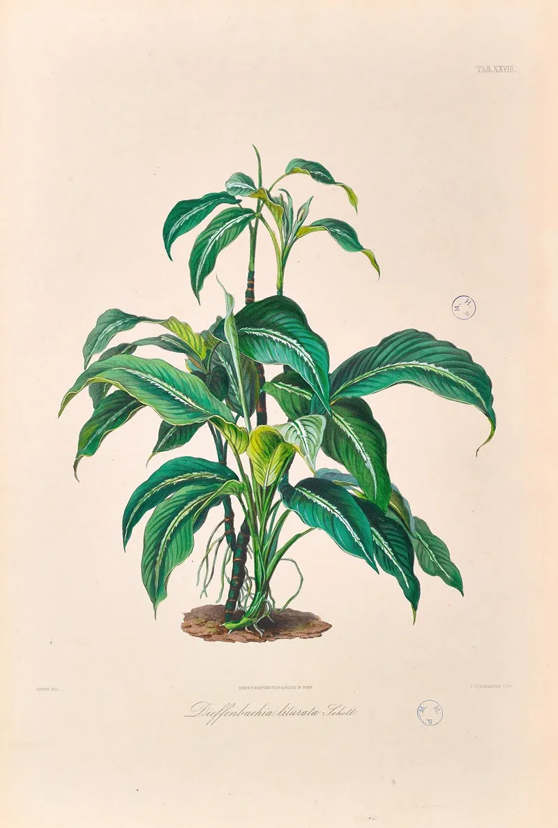 Icones Aroidearum Pl 28