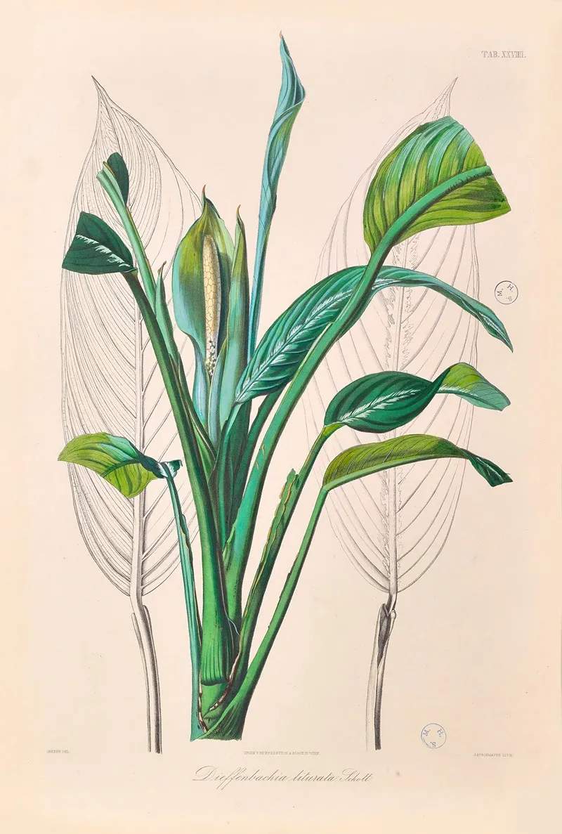 Icones Aroidearum Pl 29