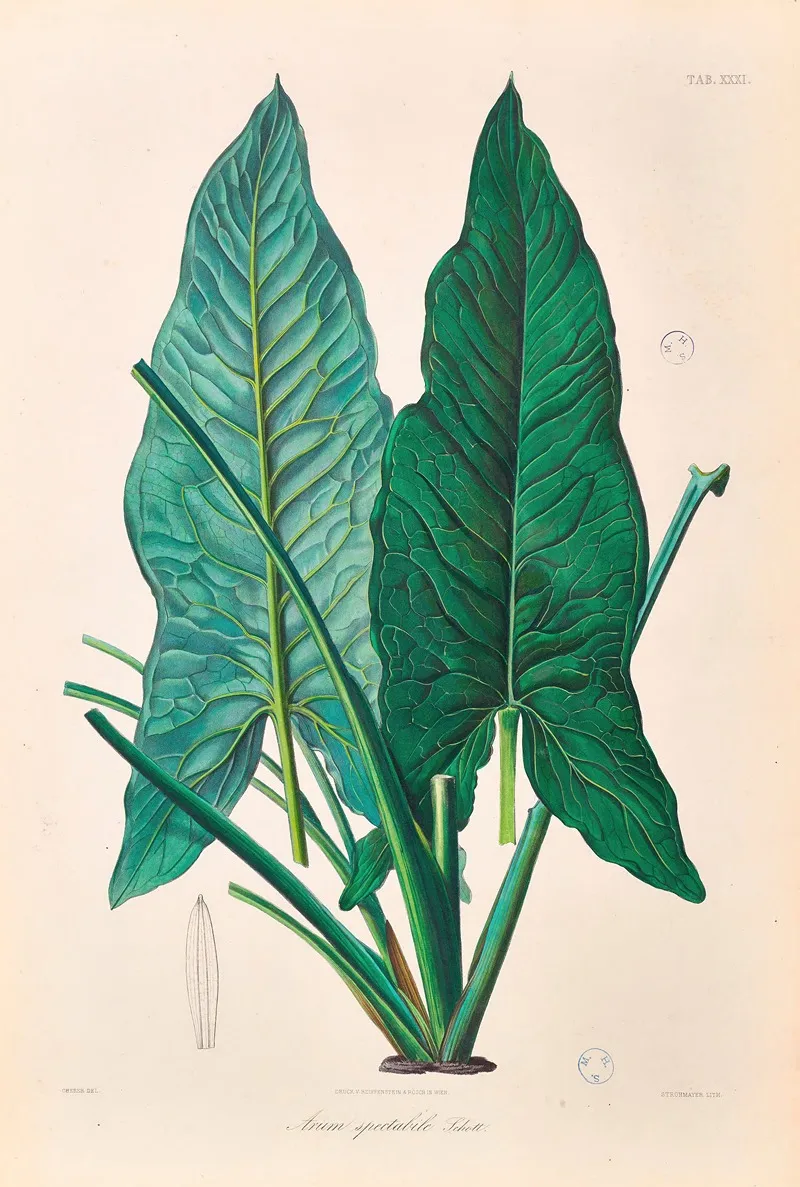 Icones Aroidearum Pl 31