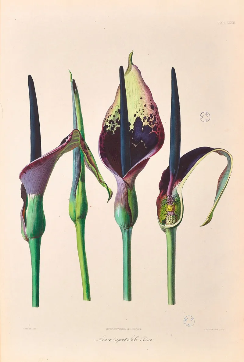 Icones Aroidearum Pl 32