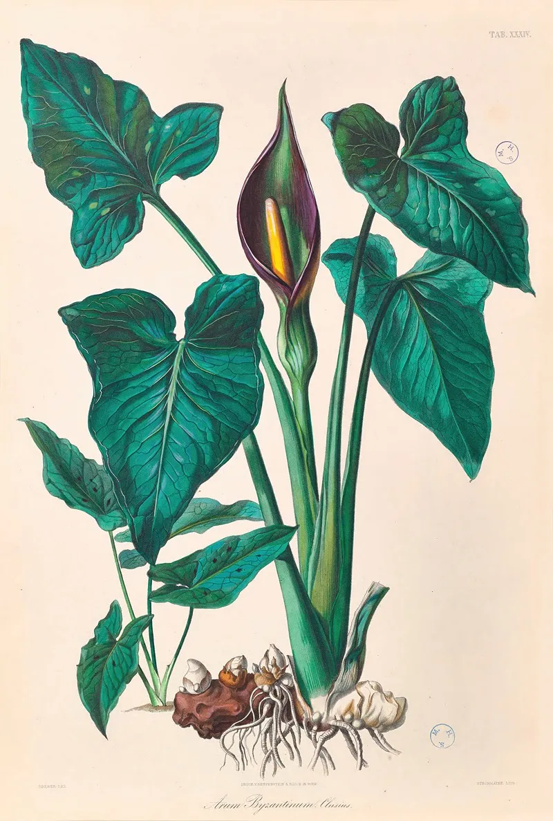 Icones Aroidearum Pl 34
