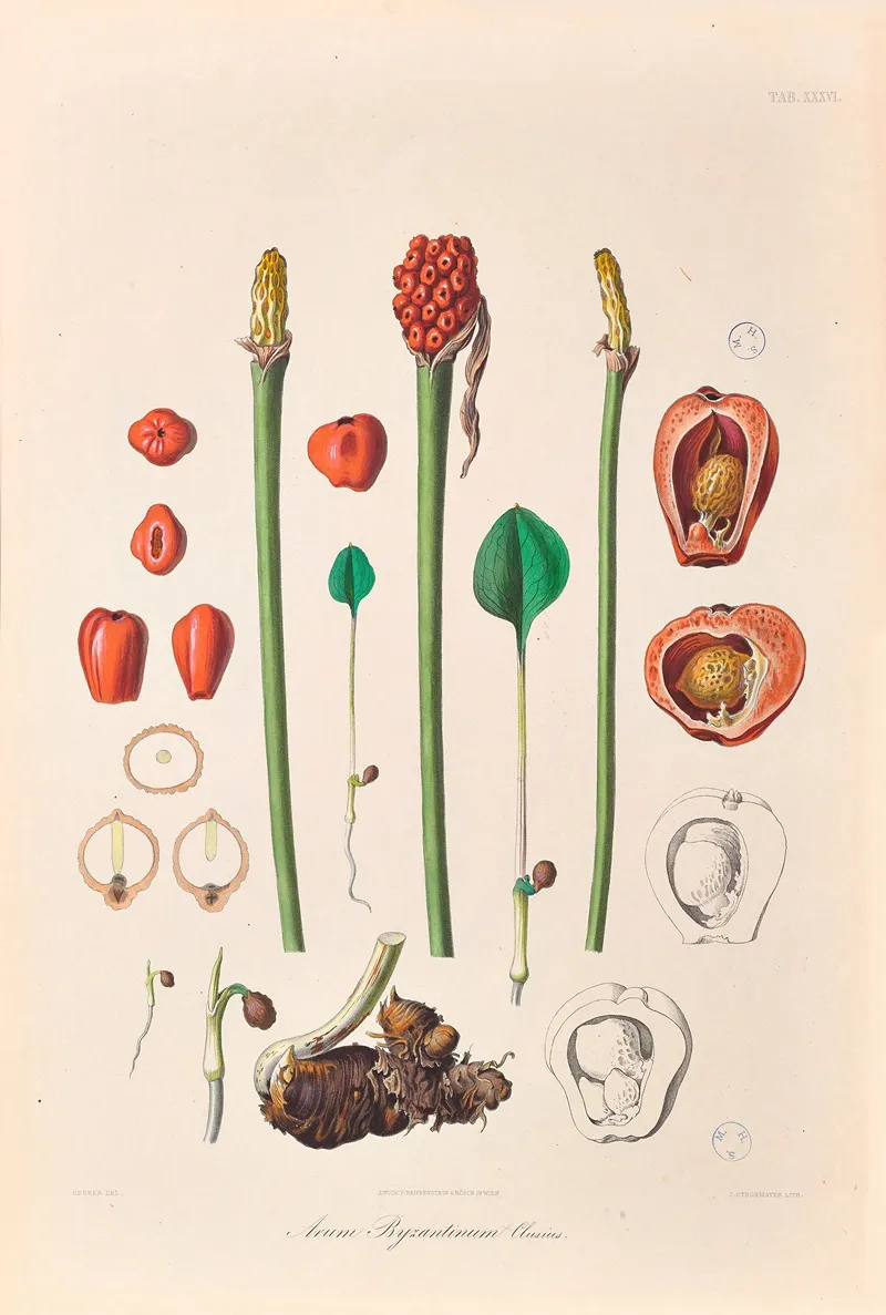 Icones Aroidearum Pl 36