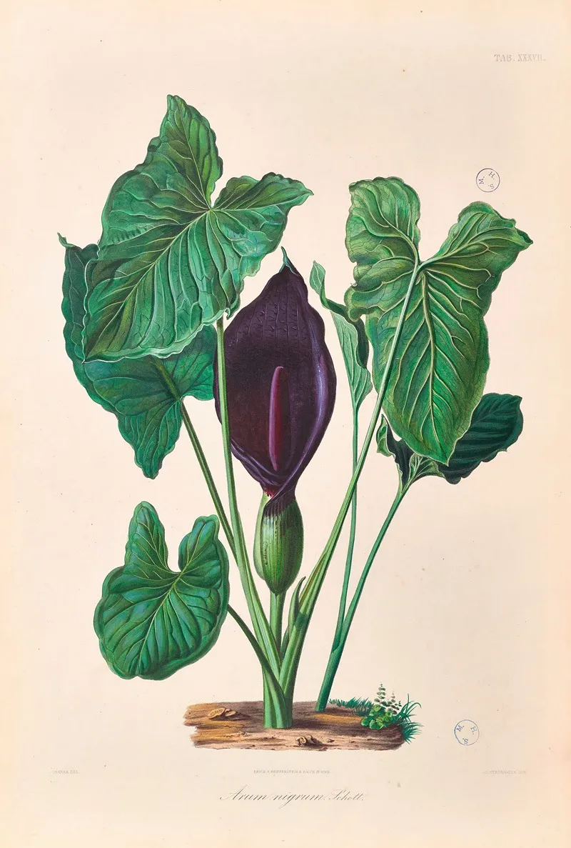 Icones Aroidearum Pl 37