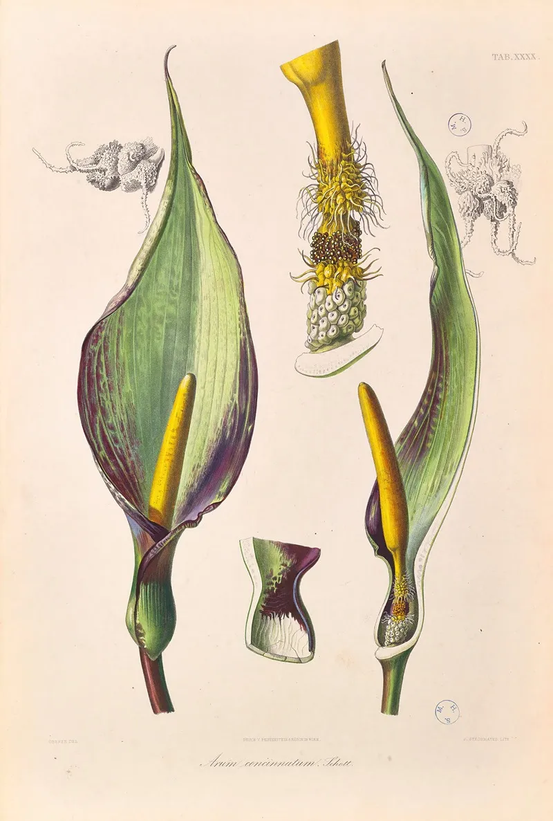 Icones Aroidearum Pl 40