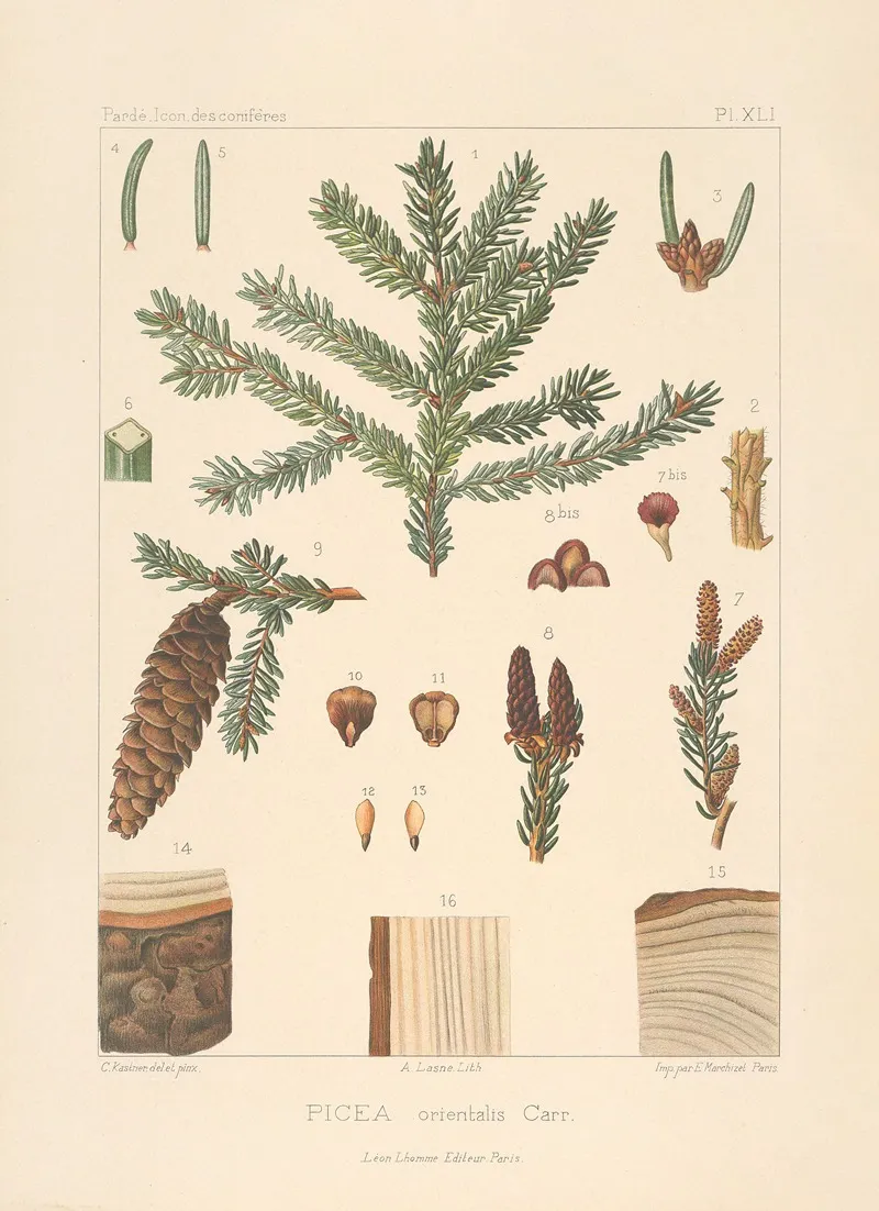 Iconographie Des Coniferes Pl 03