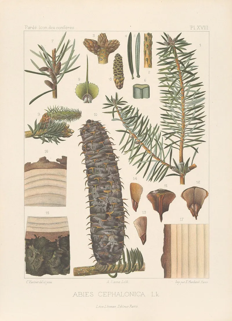 Iconographie Des Coniferes Pl 07