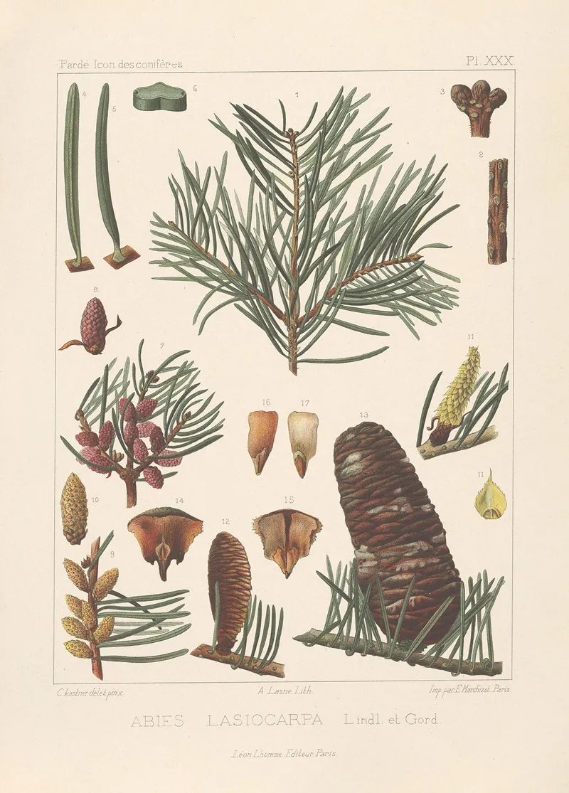 Iconographie Des Coniferes Pl 18