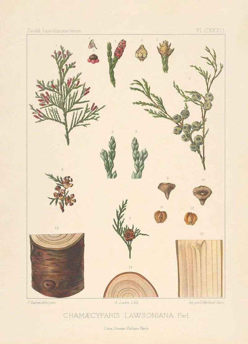 Iconographie Des Coniferes Pl 27