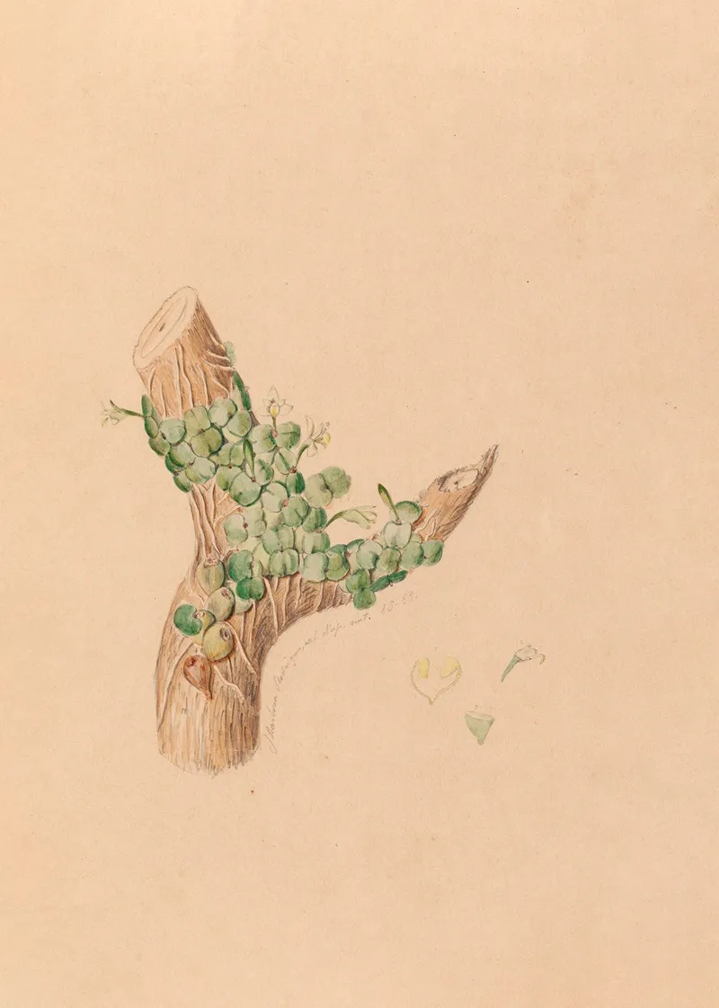 Iconographie Des Orchidees Du Bresil Pl 56