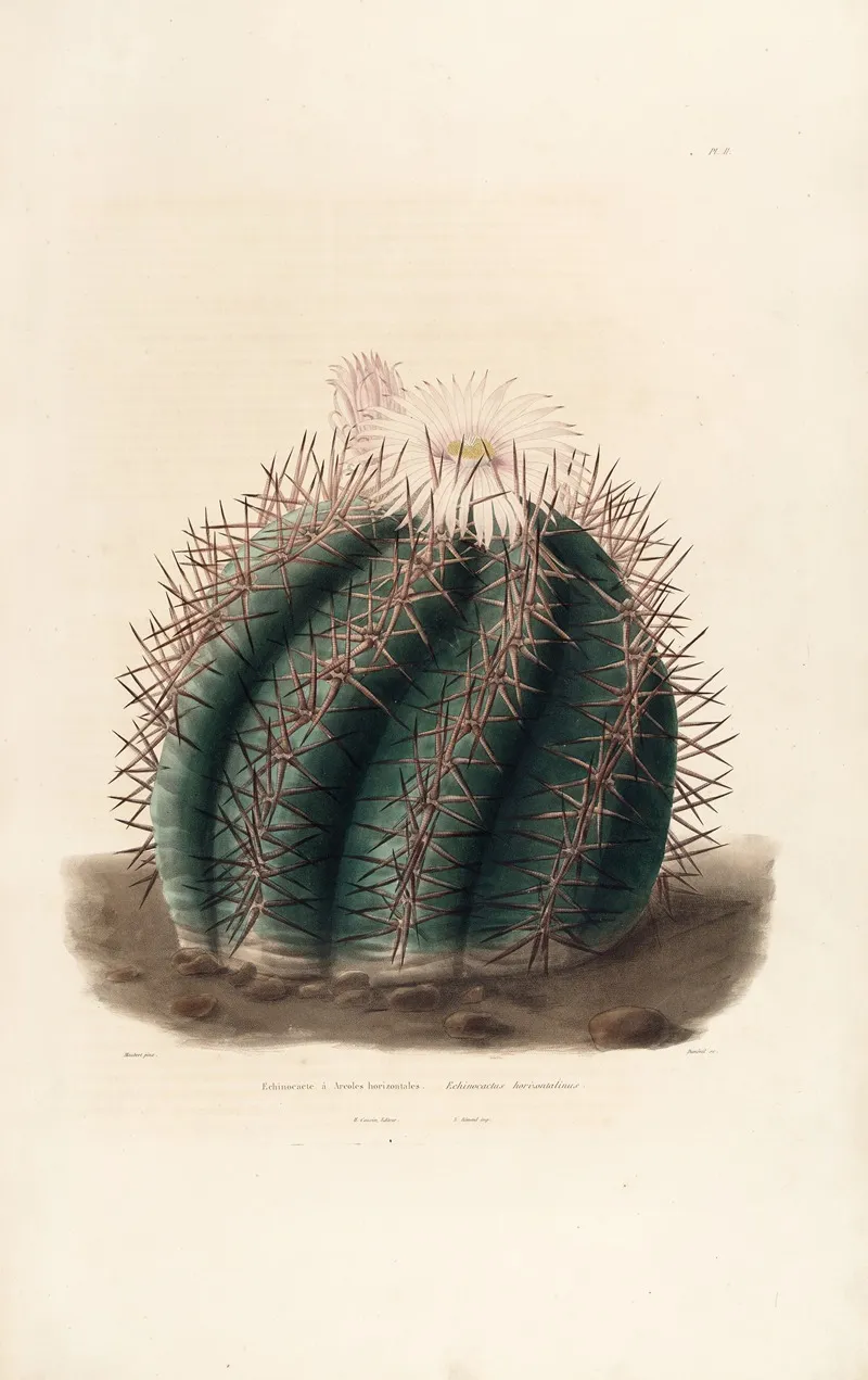 Iconographie Descriptive Des Cactees Pl 01