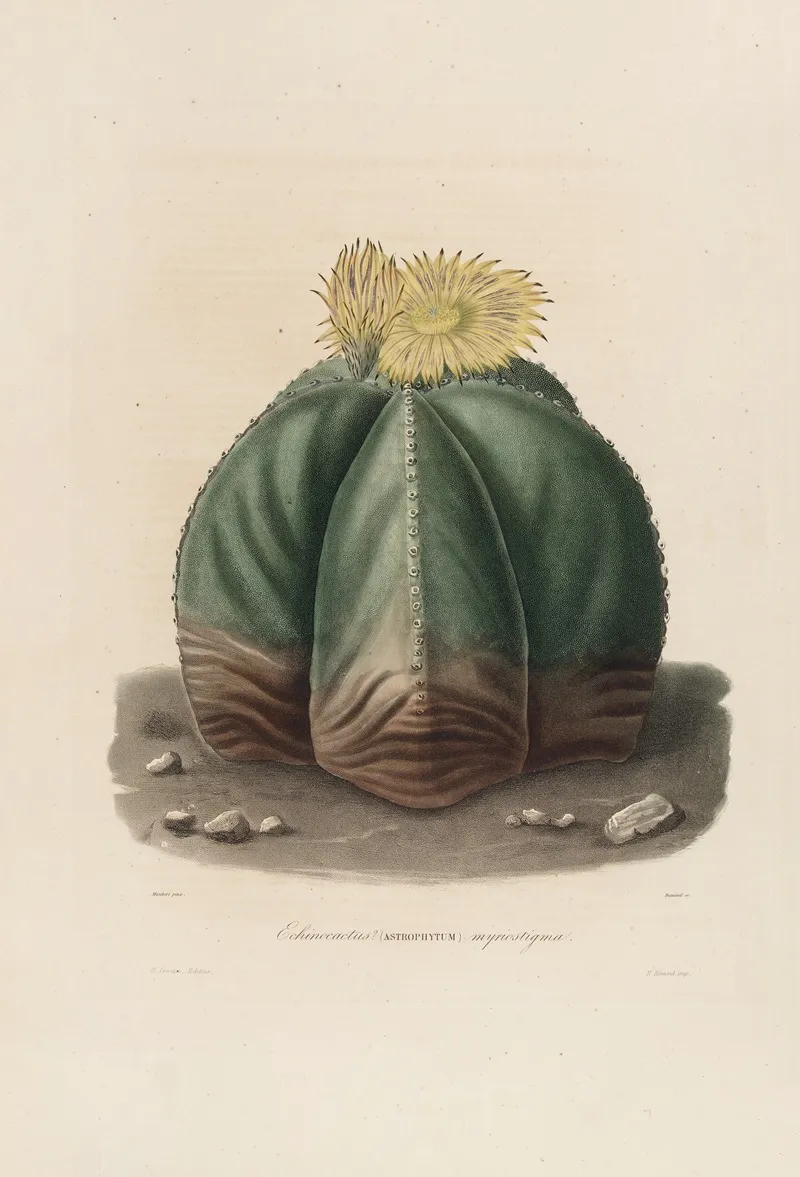 Iconographie Descriptive Des Cactees Pl 07