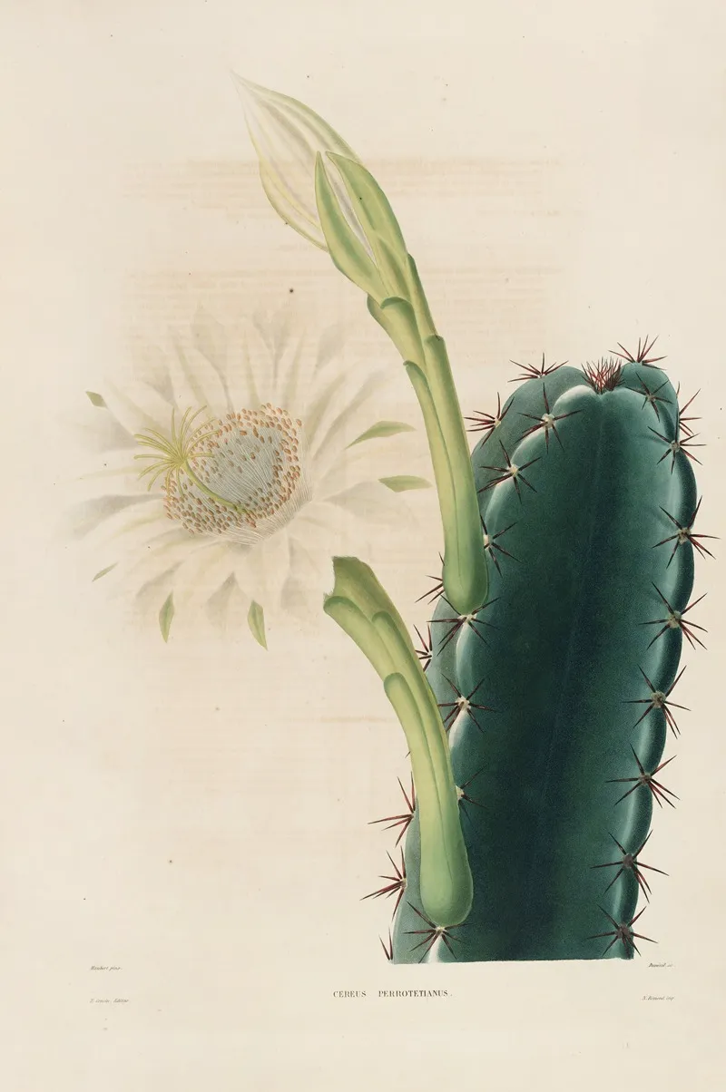 Iconographie Descriptive Des Cactees Pl 11