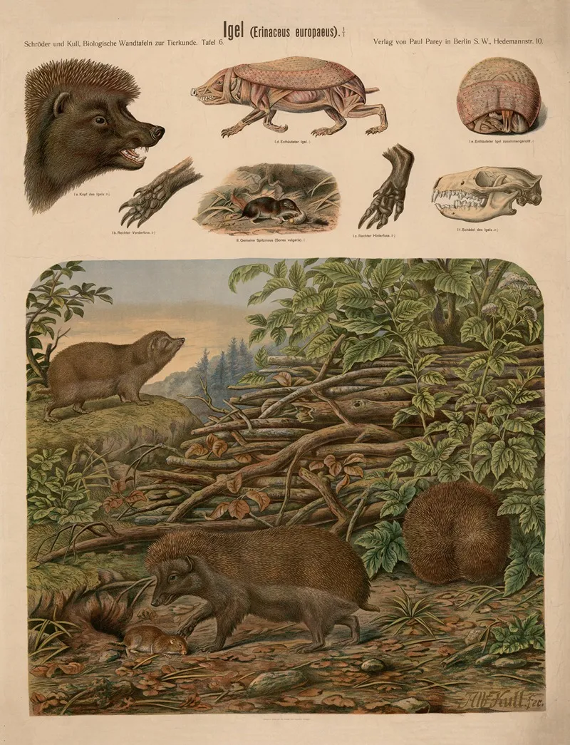 Igel Erinaceus Europaeus