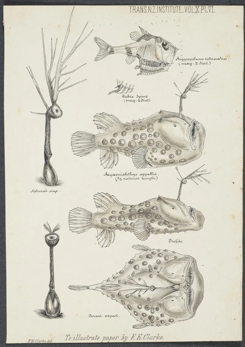 Illustrations Of Argyropelecus Intermedius Aegaeonichthys Appellii Profile And Dorsal Aspect