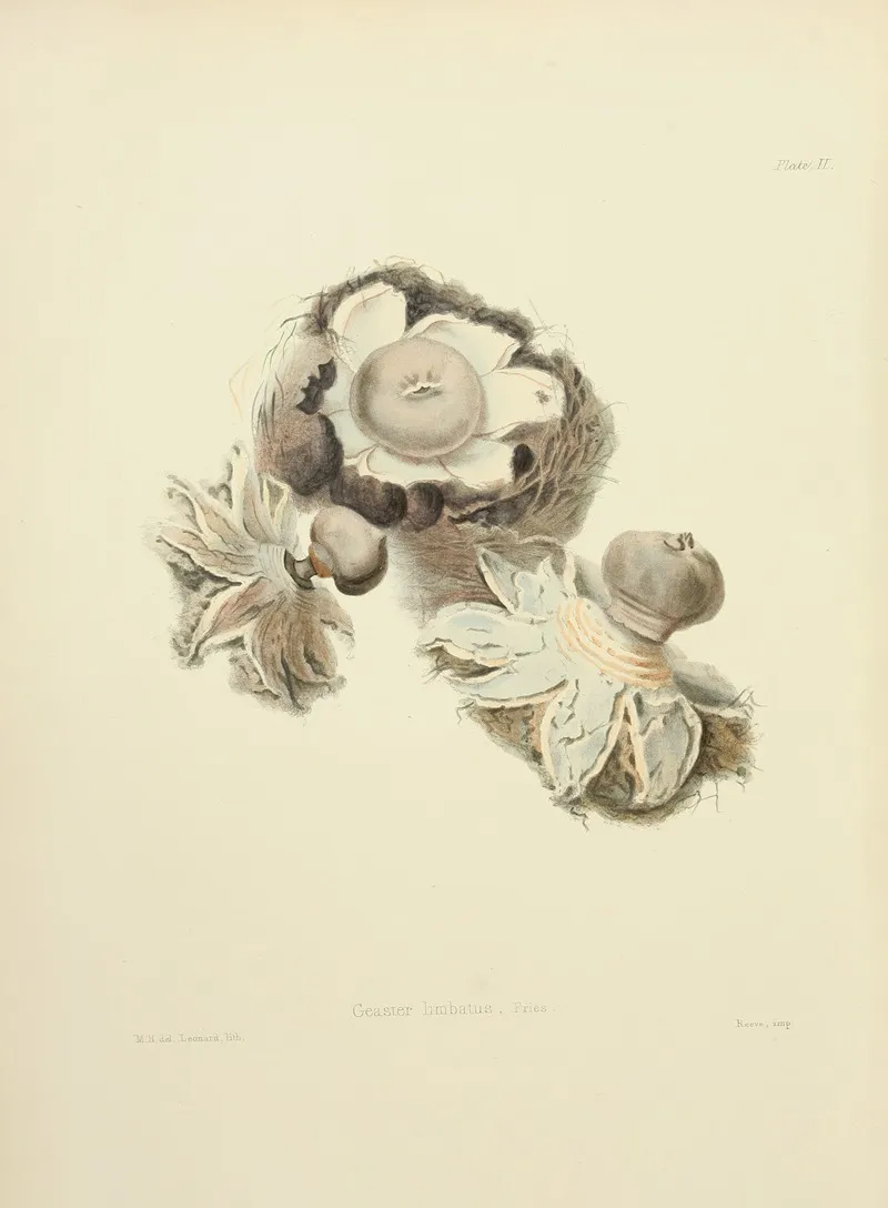 Illustrations Of British Mycology Pl 02 by Anna Maria Hussey - Canvas Print