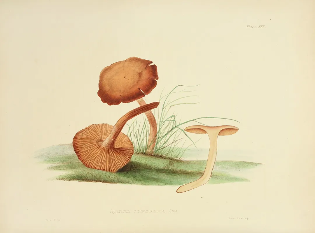 Illustrations Of British Mycology Pl 30 by Anna Maria Hussey - Canvas Print