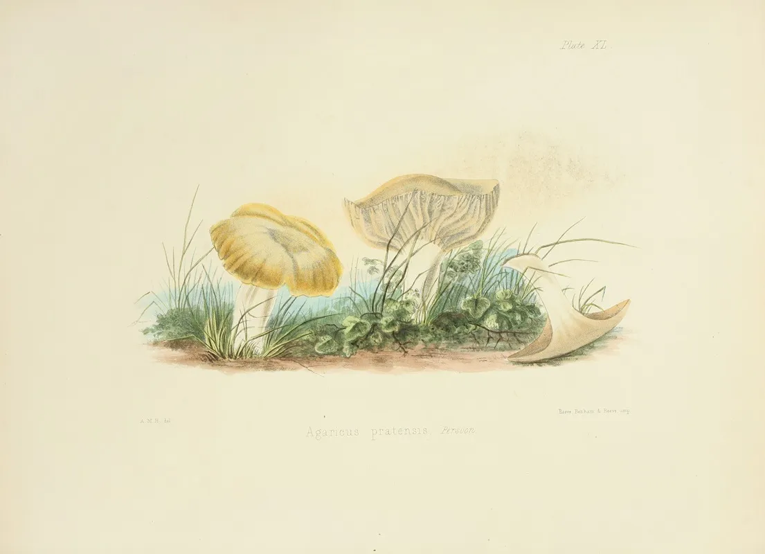Illustrations Of British Mycology Pl 40 by Anna Maria Hussey - Canvas Print