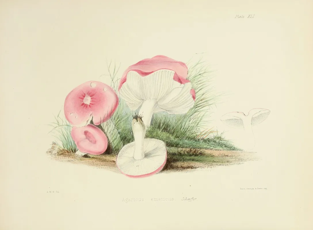 Illustrations Of British Mycology Pl 41 by Anna Maria Hussey - Canvas Print