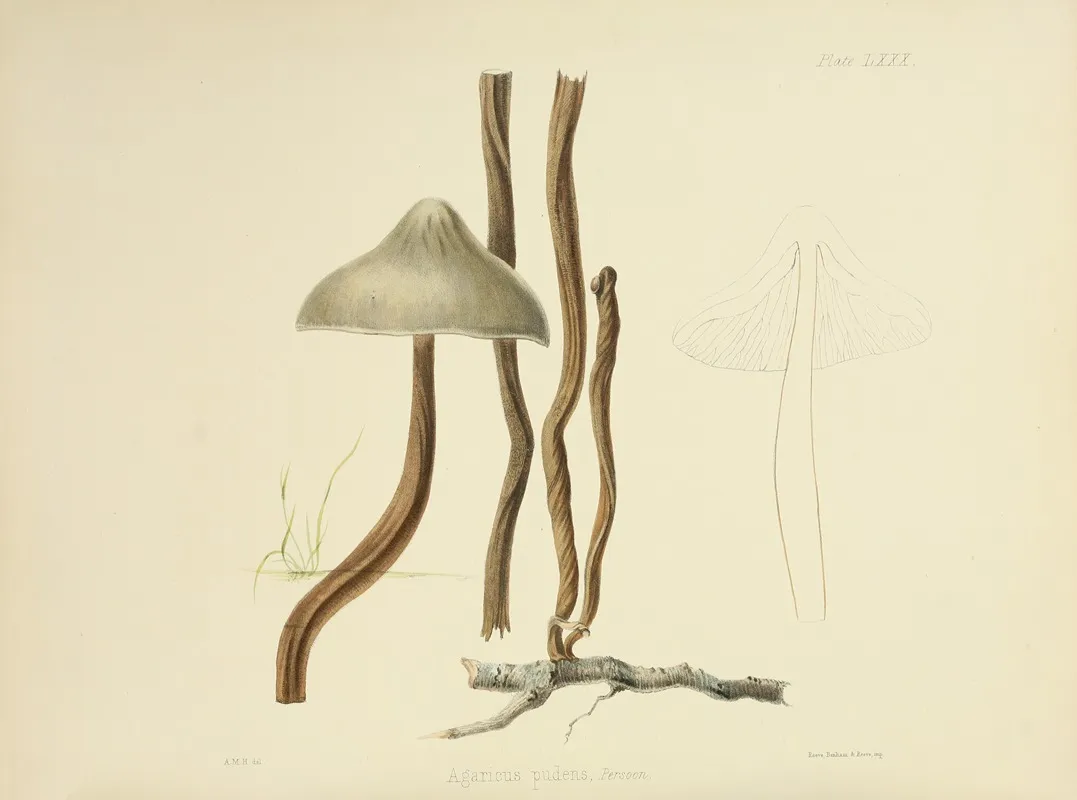 Illustrations Of British Mycology Pl 80 by Anna Maria Hussey - Canvas Print