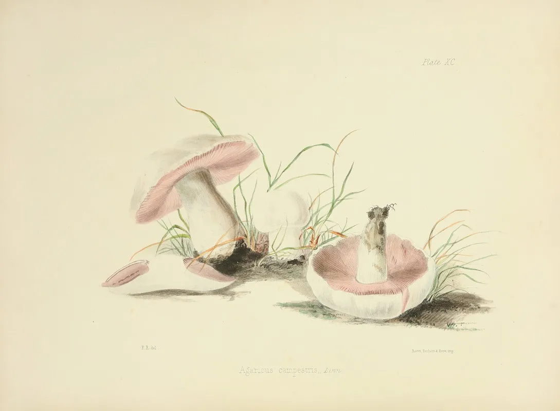 Illustrations Of British Mycology Pl 90 by Anna Maria Hussey - Canvas Print