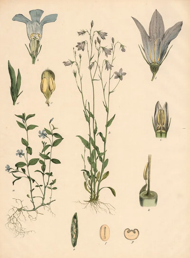 Immergrun Glockenblume