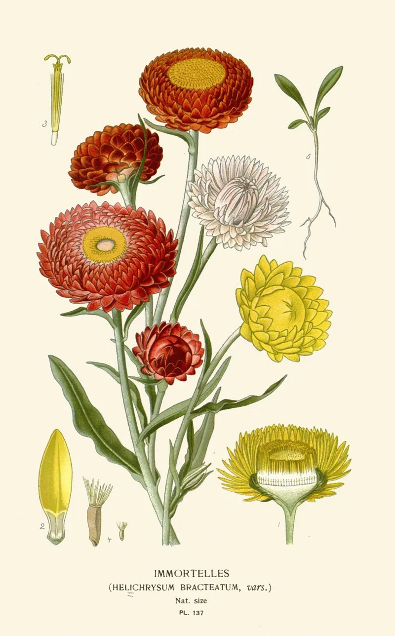 Immortelles by Edward Step - Canvas Print