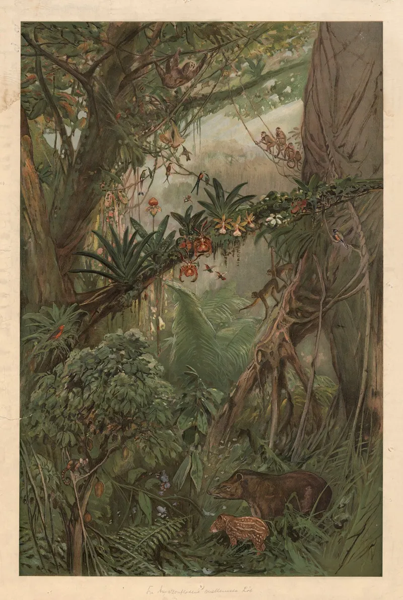 In The Middle Reaches Of The Amazon River