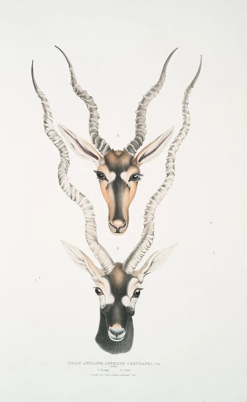Indian Antelope Antilopa Cervicapra Head And Horn 1 Young 2 Adult